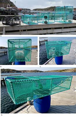 Effects of fishery and environmental factors on a novel multispecies pot targeting European lobster (Homarus gammarus), Atlantic cod (Gadus morhua) and edible crab (Cancer pagurus)